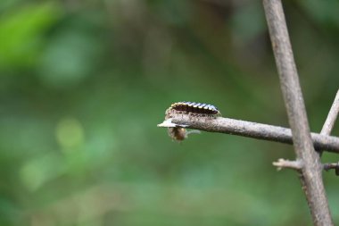 Harpaphe haydenana kırkayağı. Yaygın isimleri sarı benekli kırkayak, badem kokulu kırkayak ve siyanür kırkayağı. Bu bir polidesmidanor yassı sırtlı kırkayak türü..