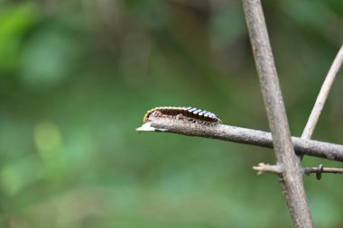 Harpaphe haydenana kırkayağı. Yaygın isimleri sarı benekli kırkayak, badem kokulu kırkayak ve siyanür kırkayağı. Bu bir polidesmidanor yassı sırtlı kırkayak türü..