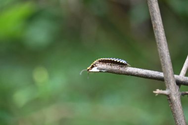 Harpaphe haydenana kırkayağı. Yaygın isimleri sarı benekli kırkayak, badem kokulu kırkayak ve siyanür kırkayağı. Bu bir polidesmidanor yassı sırtlı kırkayak türü..