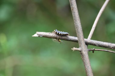 Harpaphe haydenana kırkayağı. Yaygın isimleri sarı benekli kırkayak, badem kokulu kırkayak ve siyanür kırkayağı. Bu bir polidesmidanor yassı sırtlı kırkayak türü..