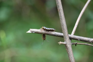 Harpaphe haydenana kırkayağı. Yaygın isimleri sarı benekli kırkayak, badem kokulu kırkayak ve siyanür kırkayağı. Bu bir polidesmidanor yassı sırtlı kırkayak türü..