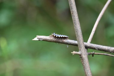 Harpaphe haydenana kırkayağı. Yaygın isimleri sarı benekli kırkayak, badem kokulu kırkayak ve siyanür kırkayağı. Bu bir polidesmidanor yassı sırtlı kırkayak türü..