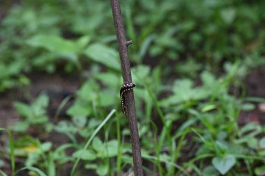 Harpaphe haydenana kırkayağı. Yaygın isimleri sarı benekli kırkayak, badem kokulu kırkayak ve siyanür kırkayağı. Bu bir polidesmidanor yassı sırtlı kırkayak türü..