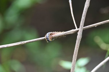 Harpaphe haydenana kırkayağı. Yaygın isimleri sarı benekli kırkayak, badem kokulu kırkayak ve siyanür kırkayağı. Bu bir polidesmidanor yassı sırtlı kırkayak türü..