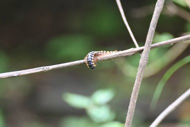 Harpaphe haydenana kırkayağı. Yaygın isimleri sarı benekli kırkayak, badem kokulu kırkayak ve siyanür kırkayağı. Bu bir polidesmidanor yassı sırtlı kırkayak türü..