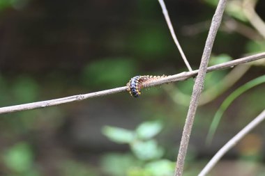 Harpaphe haydenana kırkayağı. Yaygın isimleri sarı benekli kırkayak, badem kokulu kırkayak ve siyanür kırkayağı. Bu bir polidesmidanor yassı sırtlı kırkayak türü..