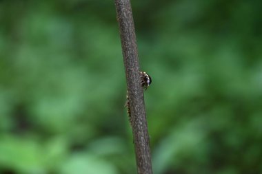 Harpaphe haydenana kırkayağı. Yaygın isimleri sarı benekli kırkayak, badem kokulu kırkayak ve siyanür kırkayağı. Bu bir polidesmidanor yassı sırtlı kırkayak türü..