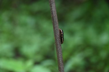 Harpaphe haydenana kırkayağı. Yaygın isimleri sarı benekli kırkayak, badem kokulu kırkayak ve siyanür kırkayağı. Bu bir polidesmidanor yassı sırtlı kırkayak türü..