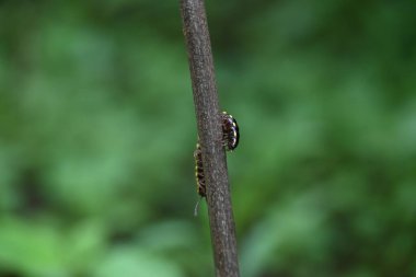Harpaphe haydenana kırkayağı. Yaygın isimleri sarı benekli kırkayak, badem kokulu kırkayak ve siyanür kırkayağı. Bu bir polidesmidanor yassı sırtlı kırkayak türü..