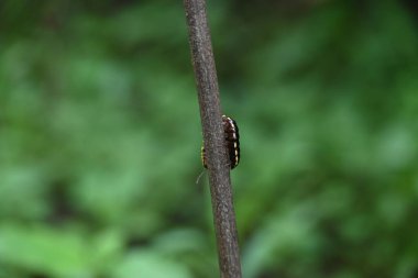 Harpaphe haydenana kırkayağı. Yaygın isimleri sarı benekli kırkayak, badem kokulu kırkayak ve siyanür kırkayağı. Bu bir polidesmidanor yassı sırtlı kırkayak türü..