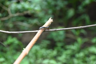 Harpaphe haydenana kırkayağı. Yaygın isimleri sarı benekli kırkayak, badem kokulu kırkayak ve siyanür kırkayağı. Bu bir polidesmidanor yassı sırtlı kırkayak türü..