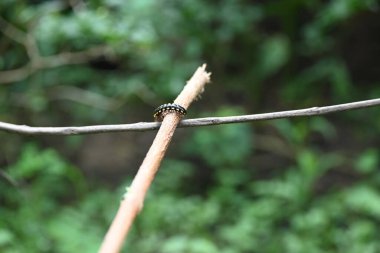 Harpaphe haydenana kırkayağı. Yaygın isimleri sarı benekli kırkayak, badem kokulu kırkayak ve siyanür kırkayağı. Bu bir polidesmidanor yassı sırtlı kırkayak türü..