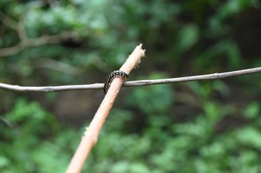 Harpaphe haydenana kırkayağı. Yaygın isimleri sarı benekli kırkayak, badem kokulu kırkayak ve siyanür kırkayağı. Bu bir polidesmidanor yassı sırtlı kırkayak türü..