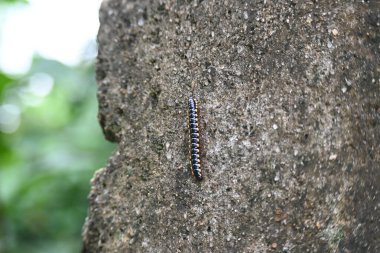 Harpaphe haydenana kırkayağı. Yaygın isimleri sarı benekli kırkayak, badem kokulu kırkayak ve siyanür kırkayağı. Bu bir polidesmidanor yassı sırtlı kırkayak türü..