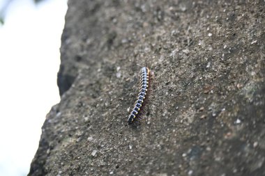 Harpaphe haydenana kırkayağı. Yaygın isimleri sarı benekli kırkayak, badem kokulu kırkayak ve siyanür kırkayağı. Bu bir polidesmidanor yassı sırtlı kırkayak türü..