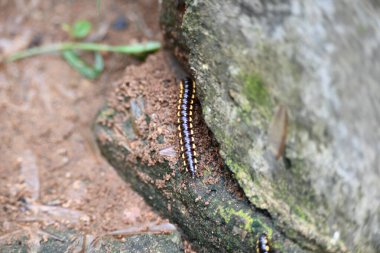 Harpaphe haydenana kırkayağı. Yaygın isimleri sarı benekli kırkayak, badem kokulu kırkayak ve siyanür kırkayağı. Bu bir polidesmidanor yassı sırtlı kırkayak türü..