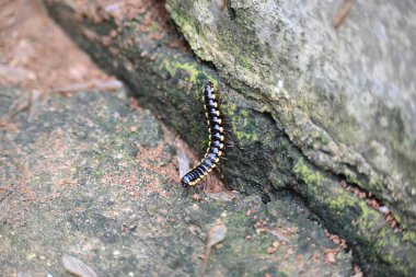 Harpaphe haydenana kırkayağı. Yaygın isimleri sarı benekli kırkayak, badem kokulu kırkayak ve siyanür kırkayağı. Bu bir polidesmidanor yassı sırtlı kırkayak türü..