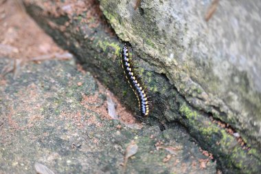 Harpaphe haydenana kırkayağı. Yaygın isimleri sarı benekli kırkayak, badem kokulu kırkayak ve siyanür kırkayağı. Bu bir polidesmidanor yassı sırtlı kırkayak türü..