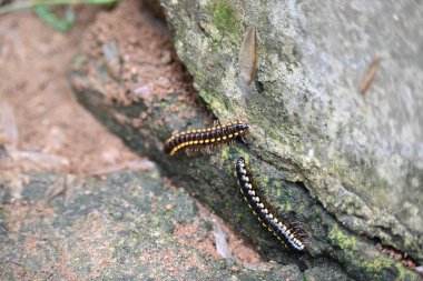 Harpaphe haydenana kırkayağı. Yaygın isimleri sarı benekli kırkayak, badem kokulu kırkayak ve siyanür kırkayağı. Bu bir polidesmidanor yassı sırtlı kırkayak türü..