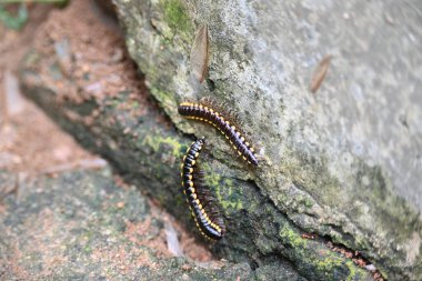 Harpaphe haydenana kırkayağı. Yaygın isimleri sarı benekli kırkayak, badem kokulu kırkayak ve siyanür kırkayağı. Bu bir polidesmidanor yassı sırtlı kırkayak türü..