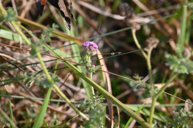 Ageratum houstonianum flower. Its common names flossflower,goatweed,pussy foot flower and Mexican paintbrush. This is a cool-seasonannual plantoften grown asbeddingin gardens.