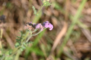 Ageratum houstonianum flower. Its common names flossflower,goatweed,pussy foot flower and Mexican paintbrush. This is a cool-seasonannual plantoften grown asbeddingin gardens.