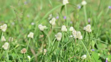 Kyllinga nemoralis otu. Yaygın adları beyaz su sedge ve beyaz başlı dikenli kazık. Siperaceae familyasından bir bitki türü. Gölgeli çayırlarda, kaya yarıklarında ve yol kenarlarında bulundu..