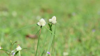 Kyllinga nemoralis otu. Yaygın adları beyaz su sedge ve beyaz başlı dikenli kazık. Siperaceae familyasından bir bitki türü. Gölgeli çayırlarda, kaya yarıklarında ve yol kenarlarında bulundu..