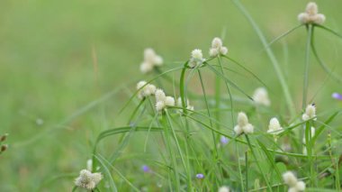 Kyllinga nemoralis otu. Yaygın adları beyaz su sedge ve beyaz başlı dikenli kazık. Siperaceae familyasından bir bitki türü. Gölgeli çayırlarda, kaya yarıklarında ve yol kenarlarında bulundu..