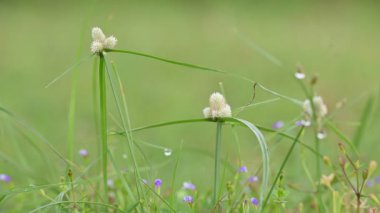 Kyllinga nemoralis otu. Yaygın adları beyaz su sedge ve beyaz başlı dikenli kazık. Siperaceae familyasından bir bitki türü. Gölgeli çayırlarda, kaya yarıklarında ve yol kenarlarında bulundu..