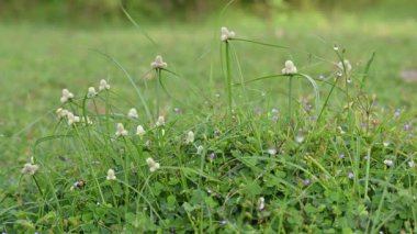 Kyllinga nemoralis otu. Yaygın adları beyaz su sedge ve beyaz başlı dikenli kazık. Siperaceae familyasından bir bitki türü. Gölgeli çayırlarda, kaya yarıklarında ve yol kenarlarında bulundu..