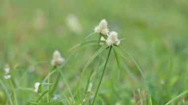 Kyllinga nemoralis otu. Yaygın adları beyaz su sedge ve beyaz başlı dikenli kazık. Siperaceae familyasından bir bitki türü. Gölgeli çayırlarda, kaya yarıklarında ve yol kenarlarında bulundu..