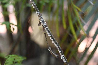 Brevicoryne sütyen. Yaygın adı lahana aphidandlahana aphis. Bu, Avrupa 'ya özgü yıkıcı bir yaprak biti (bitkisel bit) olup, şu anda dünyanın pek çok farklı bölgesinde bulunmaktadır..