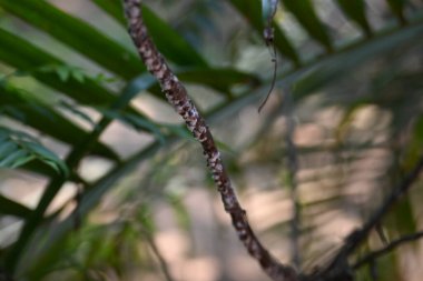Brevicoryne sütyen. Yaygın adı lahana aphidandlahana aphis. Bu, Avrupa 'ya özgü yıkıcı bir yaprak biti (bitkisel bit) olup, şu anda dünyanın pek çok farklı bölgesinde bulunmaktadır..