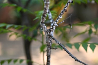 Brevicoryne sütyen. Yaygın adı lahana aphidandlahana aphis. Bu, Avrupa 'ya özgü yıkıcı bir yaprak biti (bitkisel bit) olup, şu anda dünyanın pek çok farklı bölgesinde bulunmaktadır..
