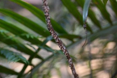 Brevicoryne sütyen. Yaygın adı lahana aphidandlahana aphis. Bu, Avrupa 'ya özgü yıkıcı bir yaprak biti (bitkisel bit) olup, şu anda dünyanın pek çok farklı bölgesinde bulunmaktadır..