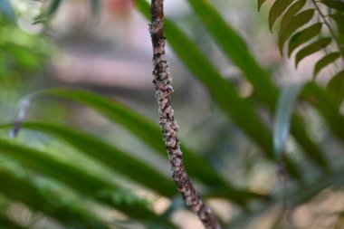 Brevicoryne sütyen. Yaygın adı lahana aphidandlahana aphis. Bu, Avrupa 'ya özgü yıkıcı bir yaprak biti (bitkisel bit) olup, şu anda dünyanın pek çok farklı bölgesinde bulunmaktadır..