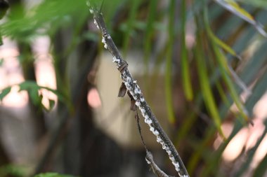 Brevicoryne sütyen. Yaygın adı lahana aphidandlahana aphis. Bu, Avrupa 'ya özgü yıkıcı bir yaprak biti (bitkisel bit) olup, şu anda dünyanın pek çok farklı bölgesinde bulunmaktadır..