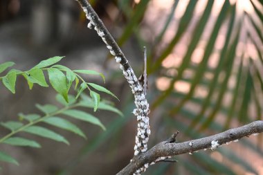 Brevicoryne sütyen. Yaygın adı lahana aphidandlahana aphis. Bu, Avrupa 'ya özgü yıkıcı bir yaprak biti (bitkisel bit) olup, şu anda dünyanın pek çok farklı bölgesinde bulunmaktadır..