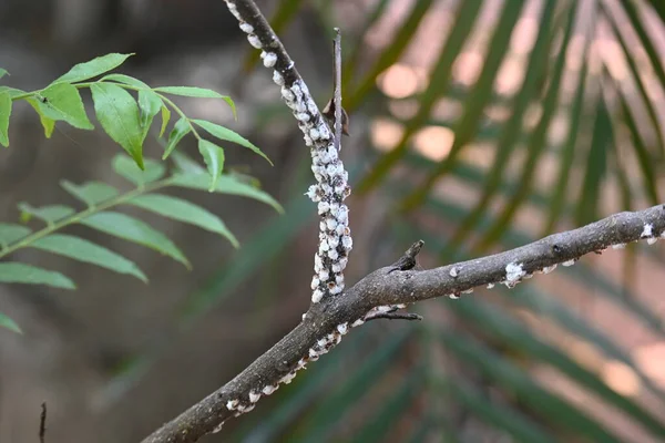 Brevicoryne sütyen. Yaygın adı lahana aphidandlahana aphis. Bu, Avrupa 'ya özgü yıkıcı bir yaprak biti (bitkisel bit) olup, şu anda dünyanın pek çok farklı bölgesinde bulunmaktadır..