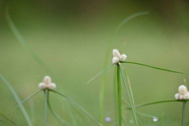 Kyllinga nemoralis otu. Yaygın adları beyaz su sedge ve beyaz başlı dikenli kazık. Siperaceae familyasından bir bitki türü. Gölgeli çayırlarda, kaya yarıklarında ve yol kenarlarında bulundu..