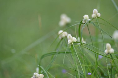 Kyllinga nemoralis otu. Yaygın adları beyaz su sedge ve beyaz başlı dikenli kazık. Siperaceae familyasından bir bitki türü. Gölgeli çayırlarda, kaya yarıklarında ve yol kenarlarında bulundu..
