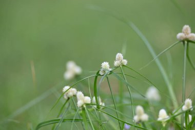 Kyllinga nemoralis otu. Yaygın adları beyaz su sedge ve beyaz başlı dikenli kazık. Siperaceae familyasından bir bitki türü. Gölgeli çayırlarda, kaya yarıklarında ve yol kenarlarında bulundu..