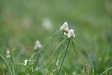Kyllinga nemoralis otu. Yaygın adları beyaz su sedge ve beyaz başlı dikenli kazık. Siperaceae familyasından bir bitki türü. Gölgeli çayırlarda, kaya yarıklarında ve yol kenarlarında bulundu..