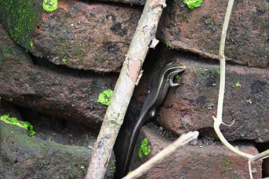 Bronz çimen maymunu. Yaygın adı bronz mabuya, benekli orman kayağı ve Eutropis macularia 'dır. Güney ve Güneydoğu Asya 'da bulunan bir deri türüdür. Zemin yerleşim türleri.
