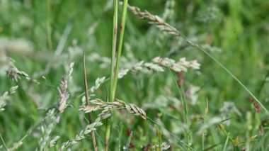 Eragrostis pilosa otu. Poaceae familyasından bir çim türüdür. Avrasya ve Afrika 'ya özgüdür. Geniş çaplı olarak tanıtılır ve birçok alanda yaygın bir ottur..