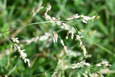 Eragrostis pilosa otu. Poaceae familyasından bir çim türüdür. Avrasya ve Afrika 'ya özgüdür. Geniş çaplı olarak tanıtılır ve birçok alanda yaygın bir ottur..