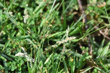 Eragrostis pilosa otu. Poaceae familyasından bir çim türüdür. Avrasya ve Afrika 'ya özgüdür. Geniş çaplı olarak tanıtılır ve birçok alanda yaygın bir ottur..