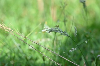 Eragrostis pilosa otu. Poaceae familyasından bir çim türüdür. Avrasya ve Afrika 'ya özgüdür. Geniş çaplı olarak tanıtılır ve birçok alanda yaygın bir ottur..