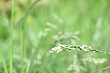 Eragrostis pilosa otu. Poaceae familyasından bir çim türüdür. Avrasya ve Afrika 'ya özgüdür. Geniş çaplı olarak tanıtılır ve birçok alanda yaygın bir ottur..